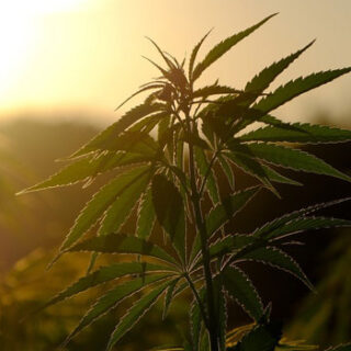 Focus on Disability - For Disabled People, the Elderly and their Carers in the UK